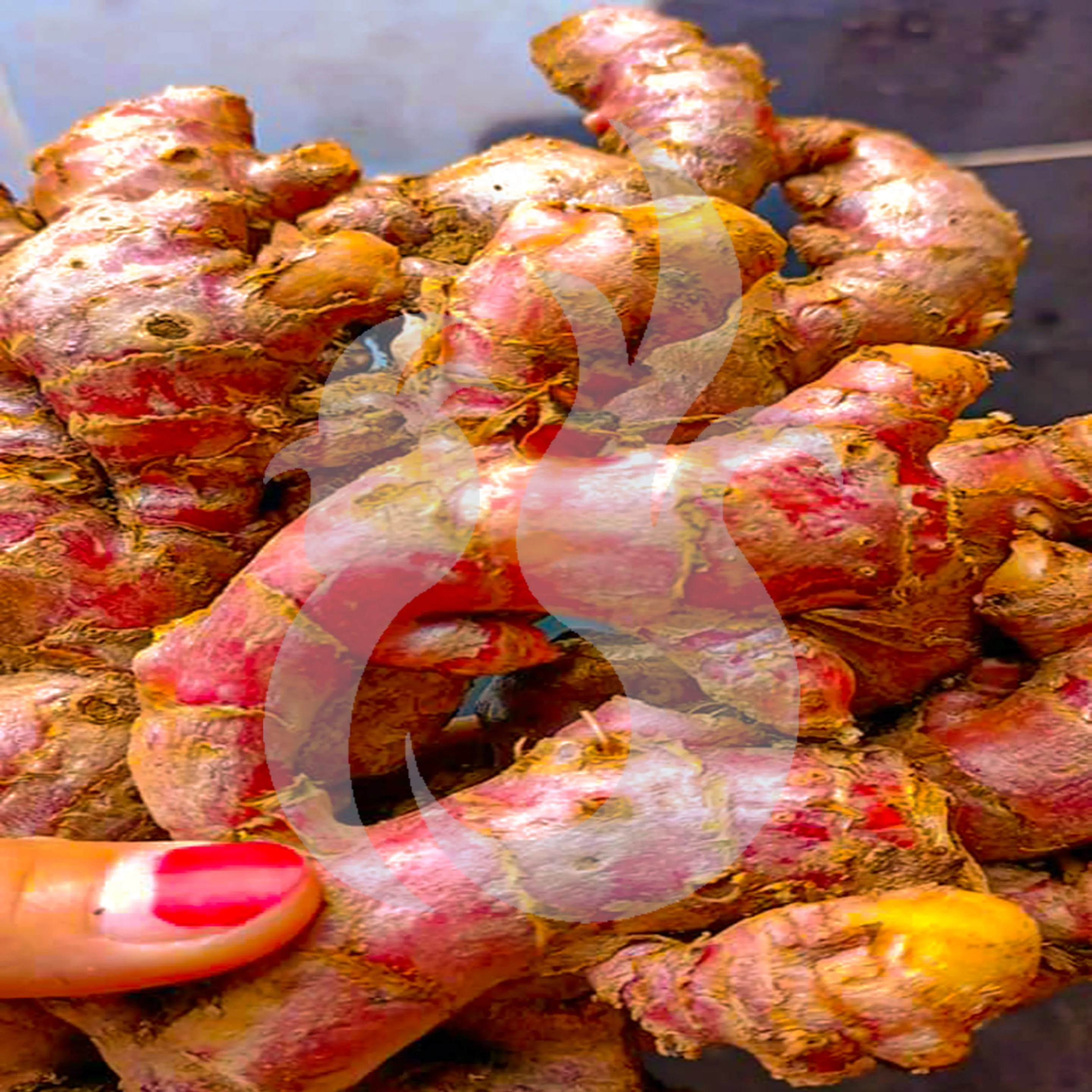 Best Fresh Red Ginger High Quality Export