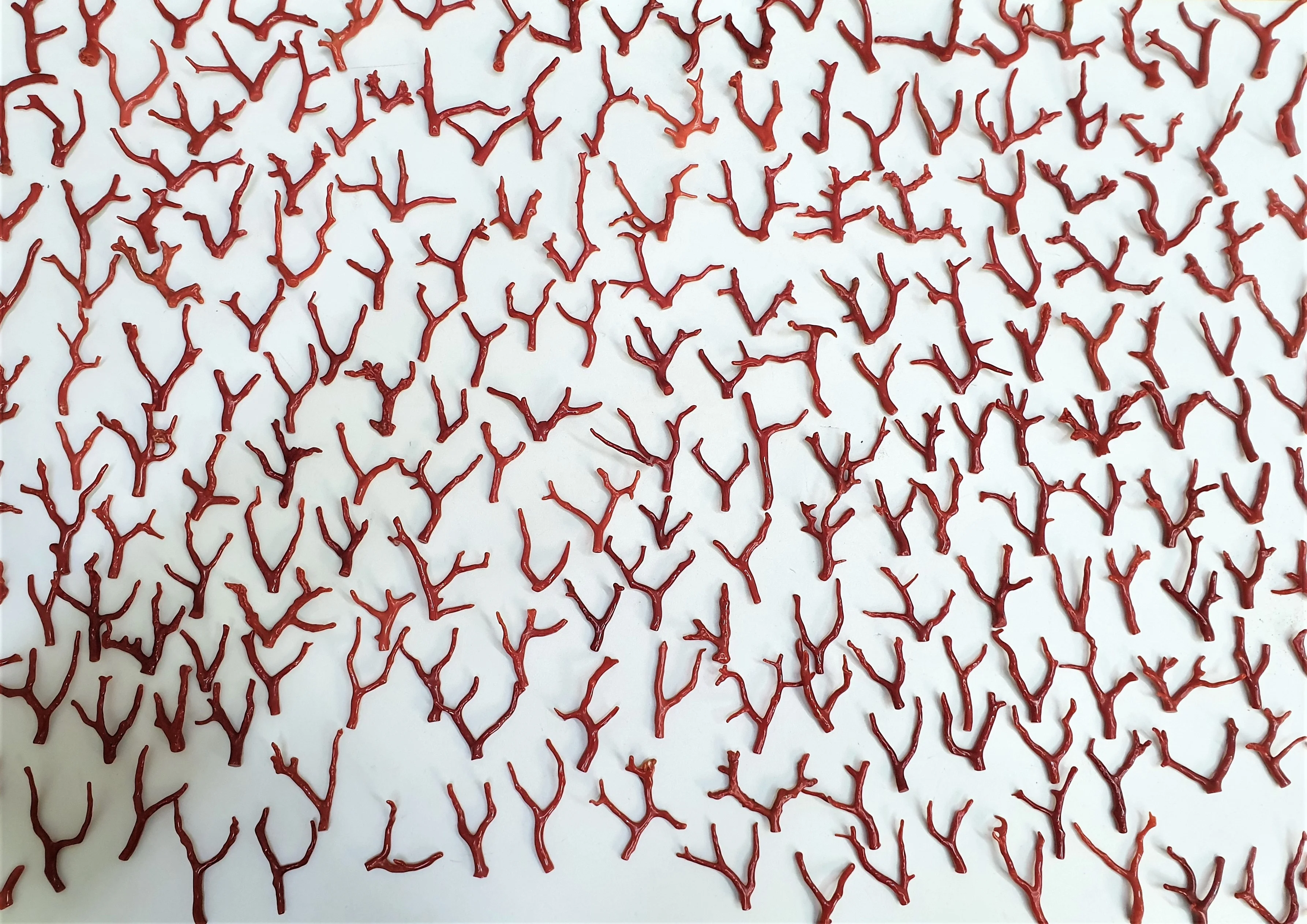 
RED CORAL BRANCHES SM Size Branch Natural Shape 3 to 5 CM AA Grade FULVIO DI GENNARO SRL 