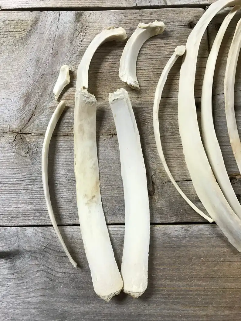 Buffalo  bone  rib and camel bone rib