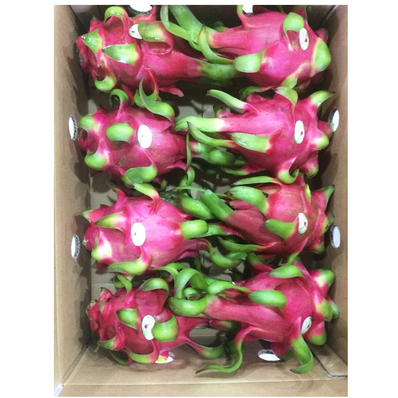 Лучший продукт, красный/белый цвет, 24 месяца, фрукты замороженного дракона со вкусом на каждый год, экспорт из Вьетнама