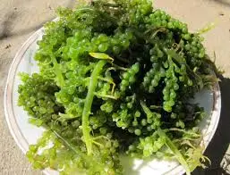  2021 оптовая продажа по низкой цене морской виноград высокого качества 100% натуральный // мисс Ниан + 84 363 210 230