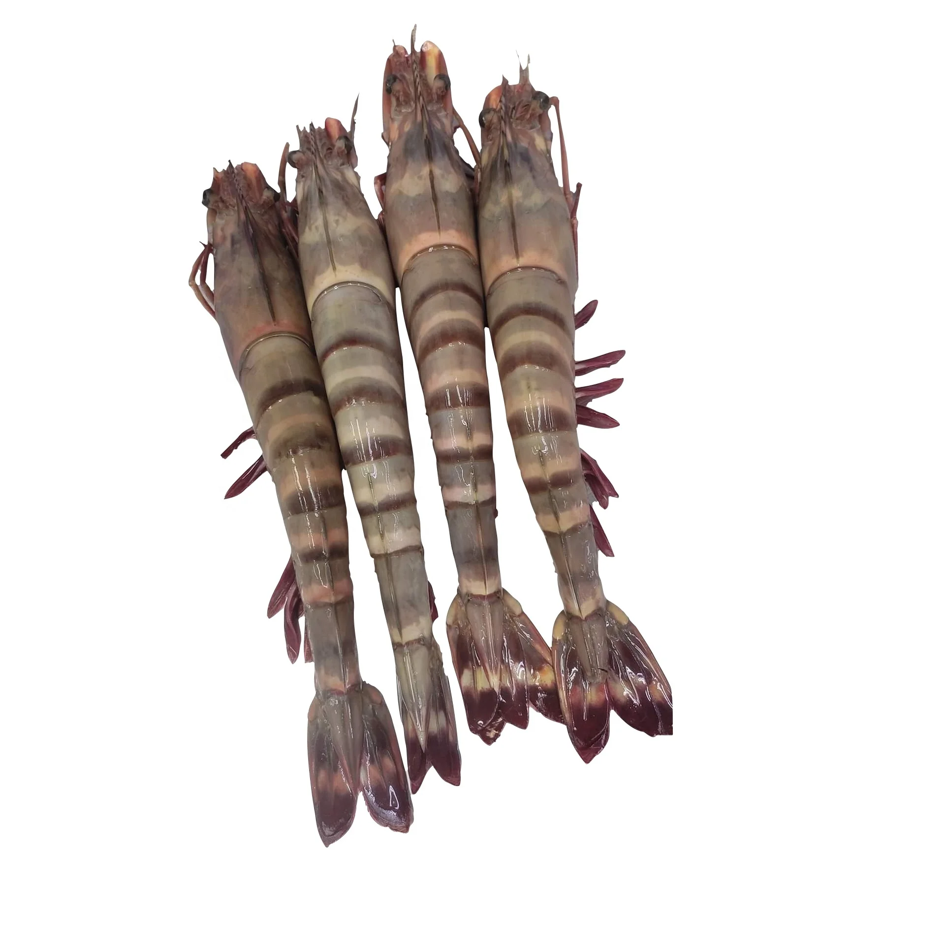 Ocean Tiger Shrimps Semi-IQF Head On Shell On Net Weight Net Count Custom Packing Best Quality Size U4 U5 U6 U8 U10 U12 U15 U20