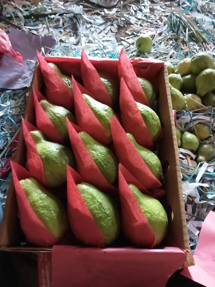 Fresh Guava Egypt