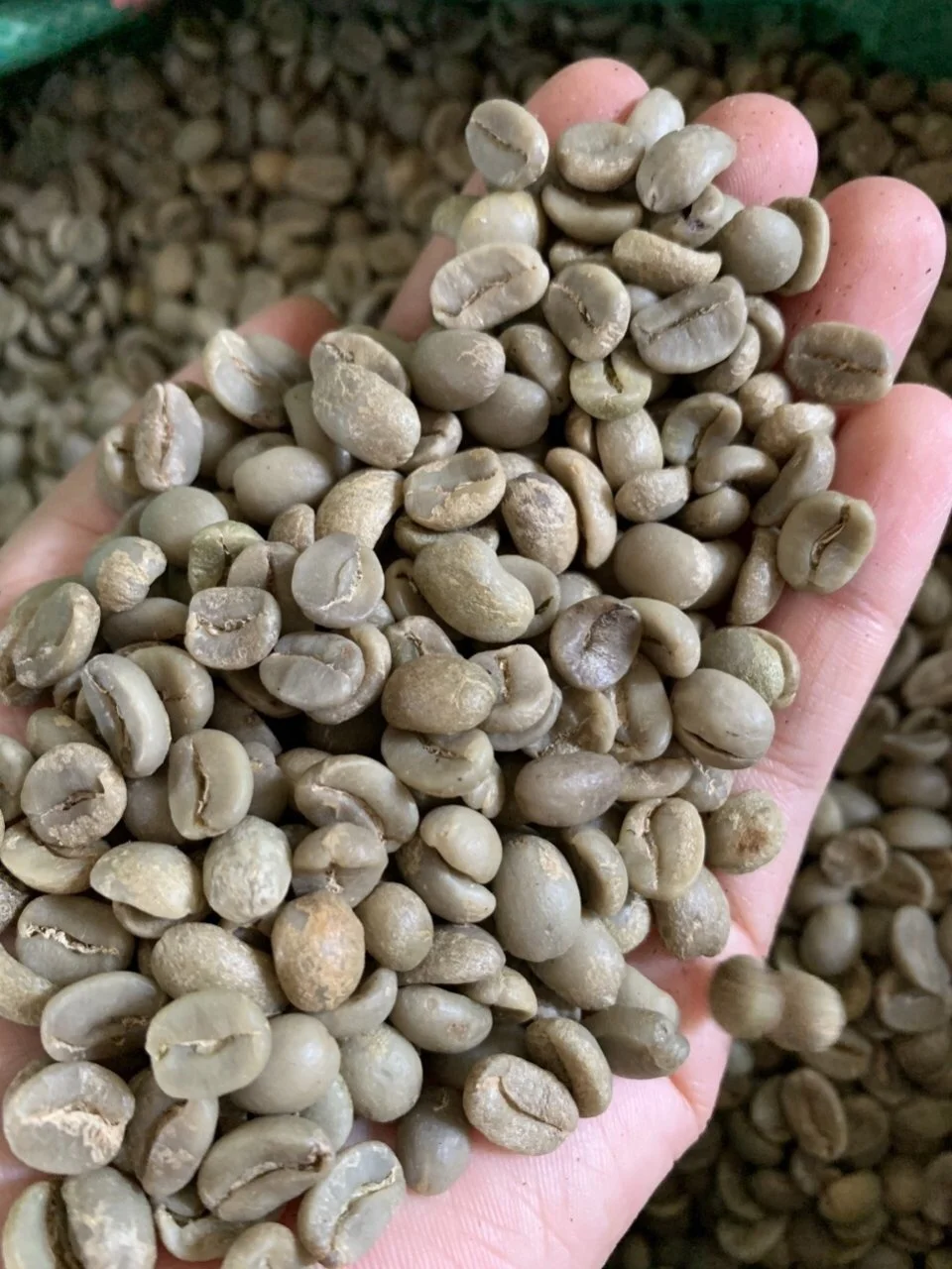 
AA Grade and Robusta Variety robusta coffee bean( 0084 989 322 607 whatsapp) 