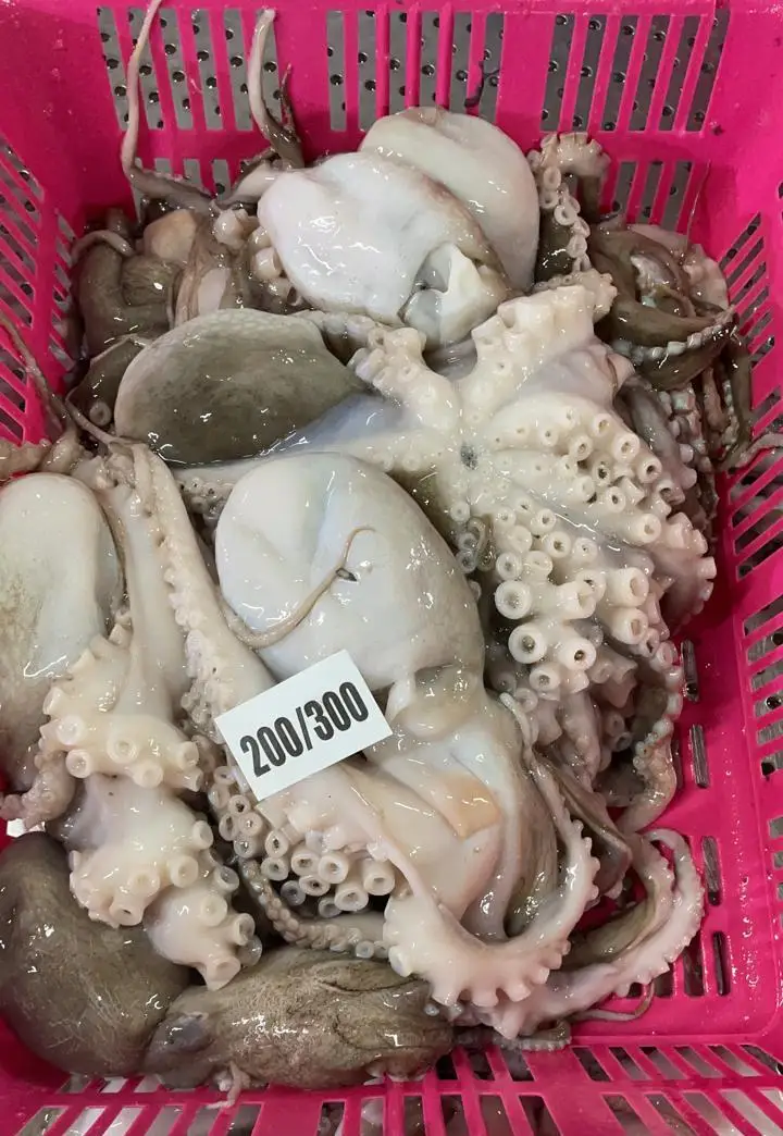 Top quality block frozen Octopus whole long arm from India, frozen octopus for sale
