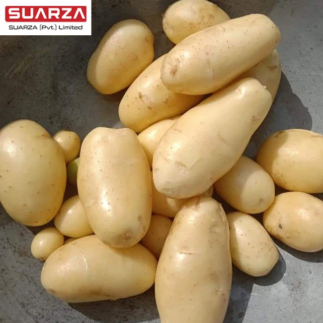 top quality  Fresh  variety of pleasant  original taste mozika white large potato exporter at cheap price from Pakistan