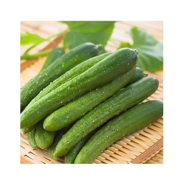Большая распродажа свежих и вкусных огурцов из Вьетнама, органический огурец для ЕС, США, Японии, Натуральный Свежий огурец