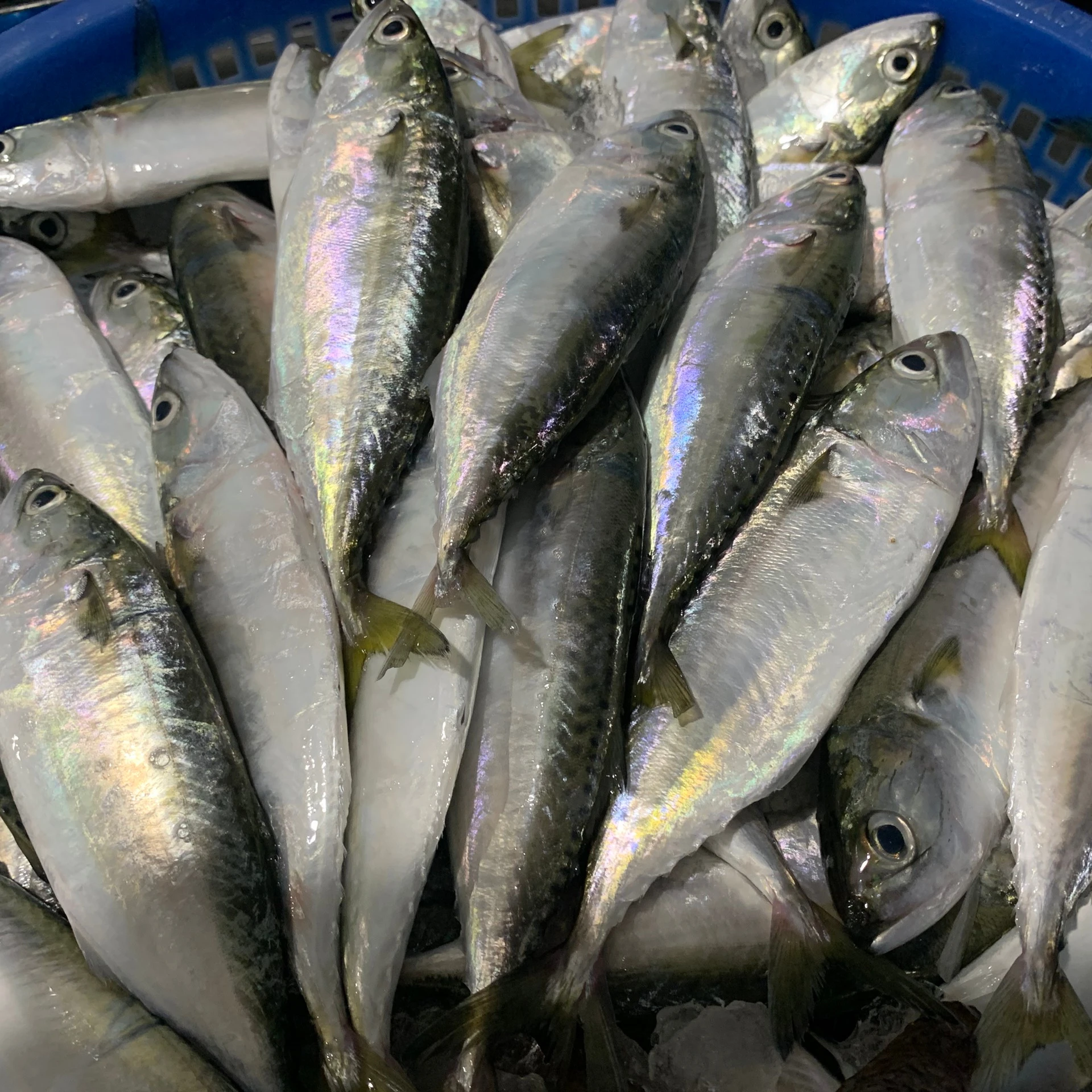 GOOD PRICE FROZEN SHORT BODY MACKEREL AVAILABLE FROM VIET NAM