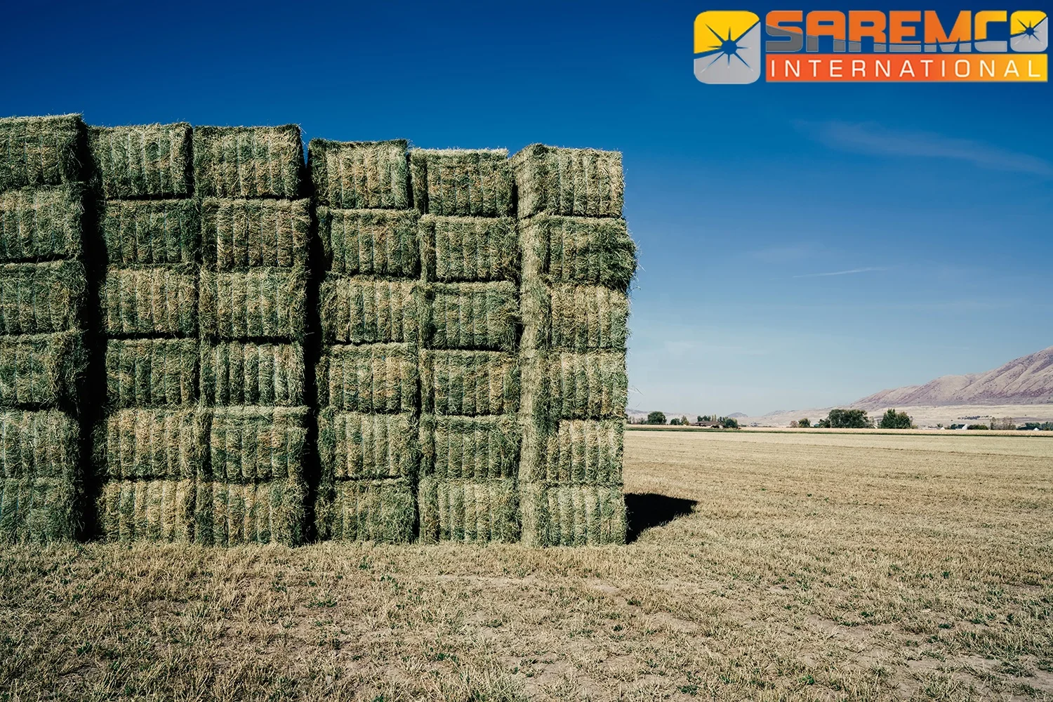 Excellent Quality Rhodes Grass Animal Feed For Export