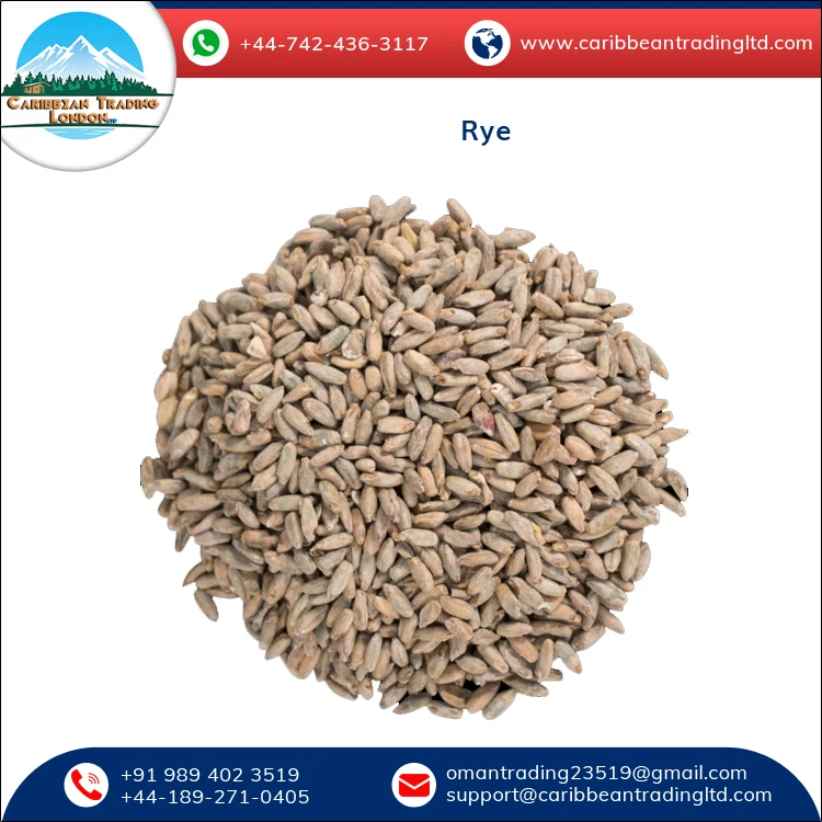 
Best Quality Hot Selling Organic Dried Rye Grain for Bulk Purchase 