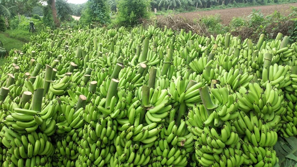 Green Organic Cavendish Banana for sale exporter