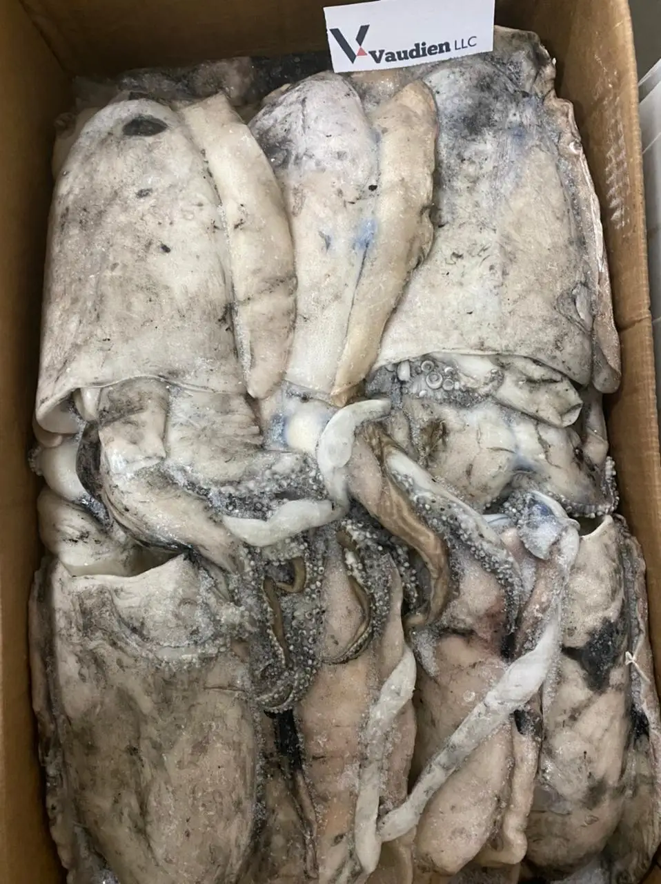 Great Selling Sepiida Seiches Health Beneficial Frozen Fresh Cuttlefish At Good Price