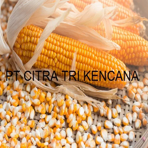 18 % HIGH PROTEIN ALFALFA CORN MAIZE STARCH NON GLUTINOUS ANIMAL FEED COW, PIG, SHEEP, GOAT IN Visakhapatnam INDIA