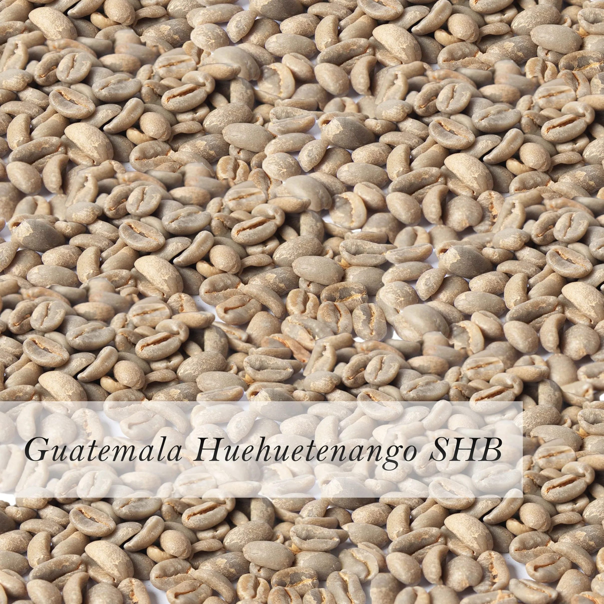 
Guatemala Huehuetenango SHB Arabica Green Coffee Bean Wholesale 
