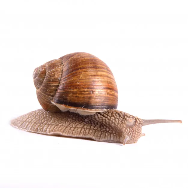
Helix Pomatia Snail 
