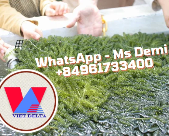  Хорошая цена морской виноград морская трава/суши/вьетнамские продукты Европейский сертификат (Ms Деми: + 84 961 733 400)