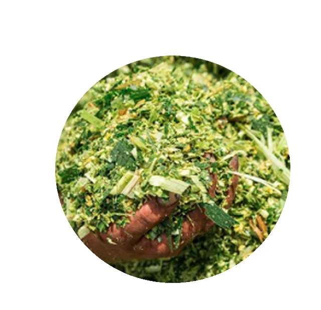 Fresh Corn Silage For Animal Feeding / Lowest Price Corn Silage From Pakistan For Export And Import For Korea And Pacific