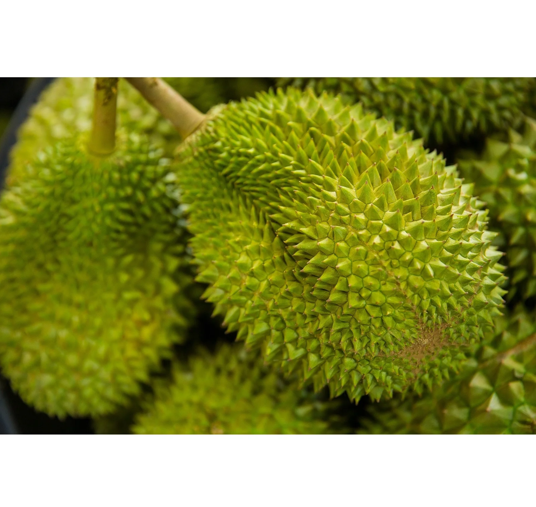  Свежий дуриан Musang King AA D197 премиум класса из Малайзии поставщик свежих фруктов