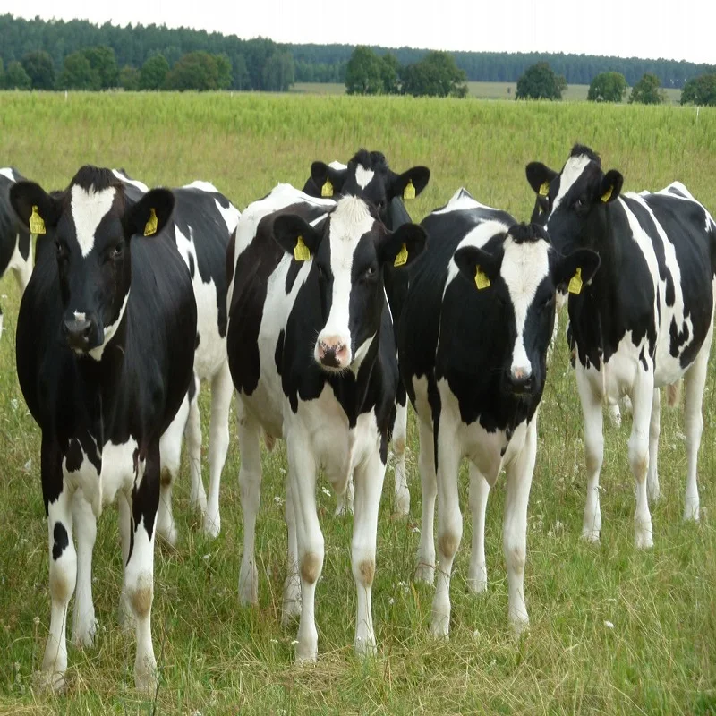 
Dairy Holstein Heifers Available for sale/ 40 Litres per day Milk producing Cattle 