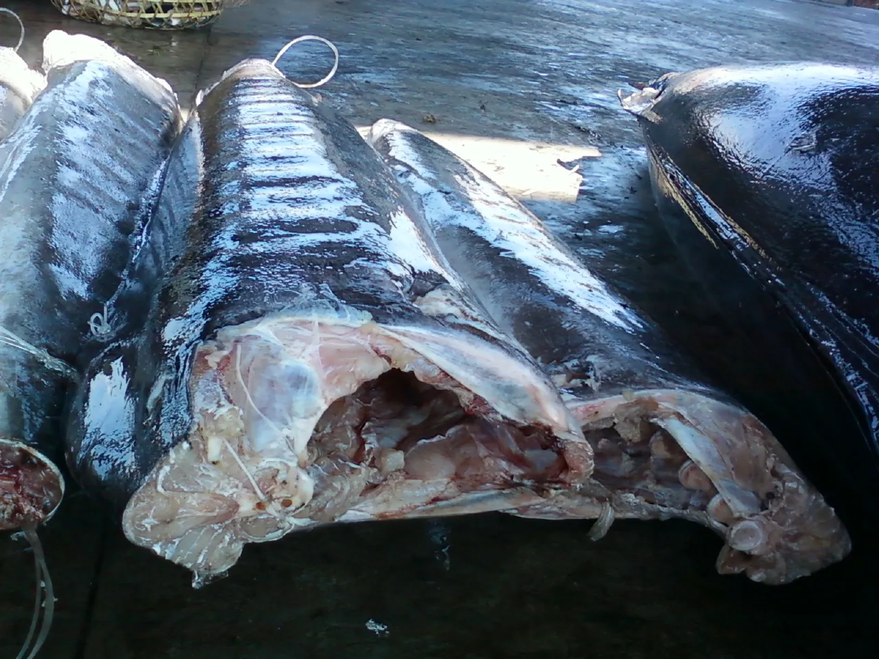 ISO GMP HACCP Certified 20KG Low-Fat Low-Sodium White Marlin from Ivory Coast Nutritious Frozen Fish