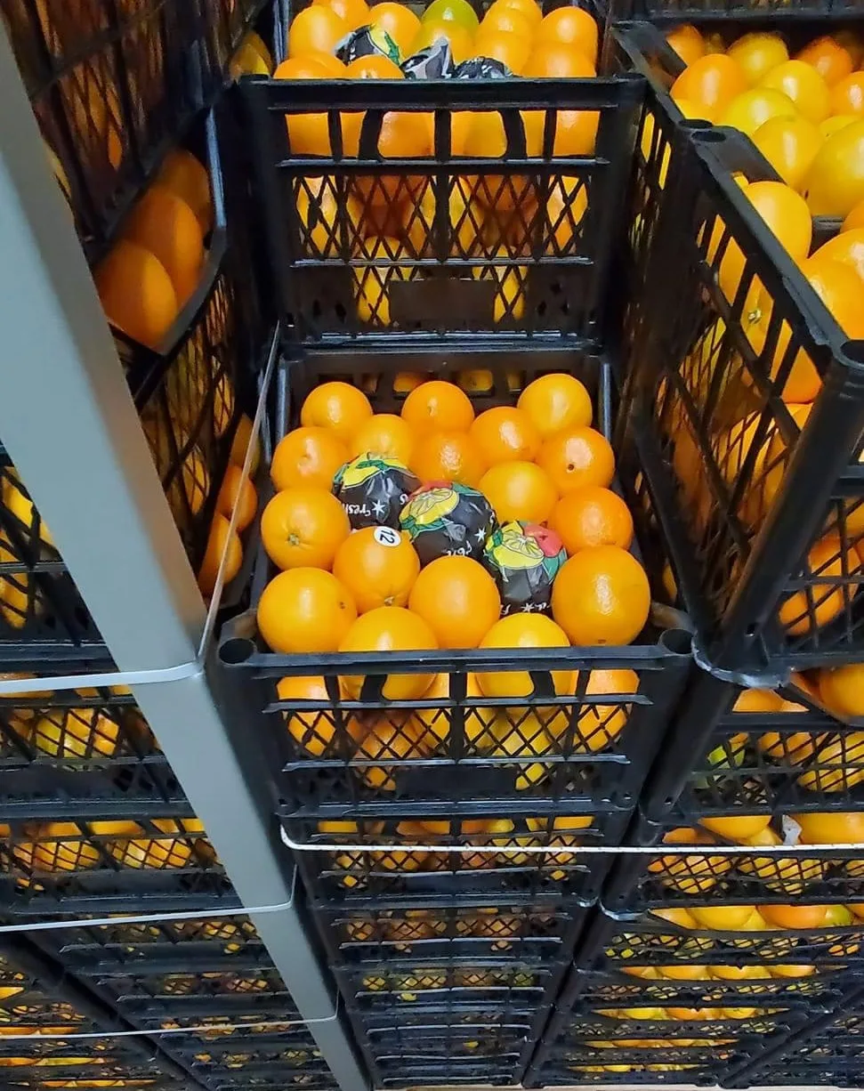 Fresh Naval Orange Juicy Orange From Turkey Best Price Orange