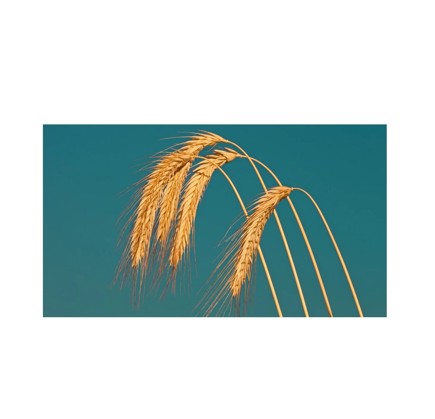 Cheap Price Wholesale Rye For Sale In bulk