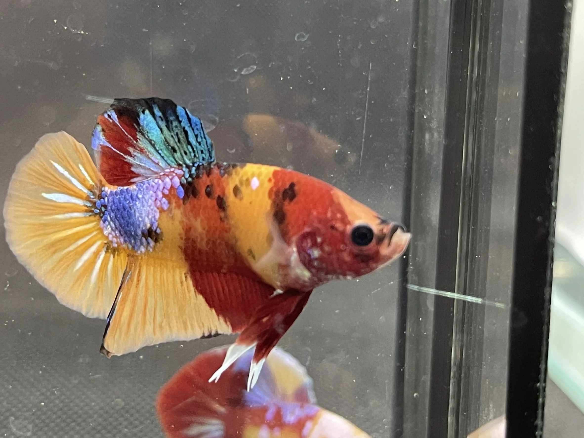 HMPK YELLOW NEMO BETTA FISH - Multicolor Thailand Betta Fish Premium Quality Plakat Siamese Fighting Fish Ornamental Aquariums