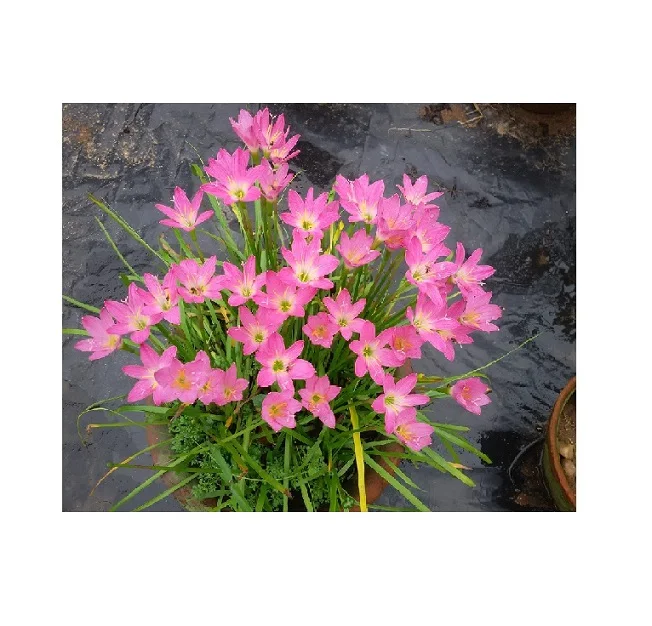 wholesale hot selling best quality silk real touch Zephyranthus robusta for planting