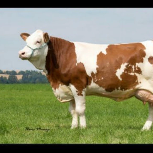 
Hot Sales Bulls Simmental Dairy Cattle For Sell 