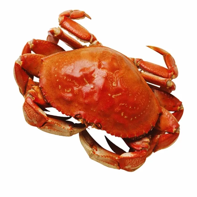 Great Quality Live Coconut Crab / Live Mud Crabs / Live King Crab