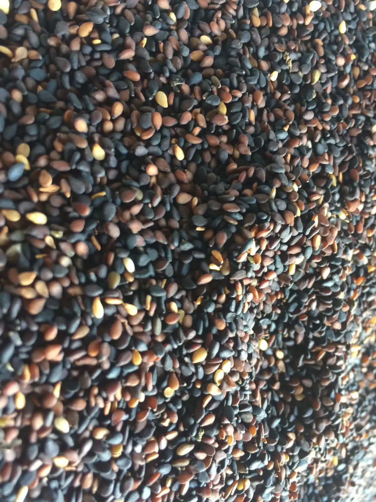 High nutrition sesame seeds powder hull white sesame seed price