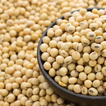 
2021 Soybeans New Crop Hight Protein 