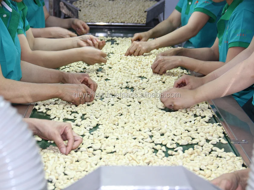 BEST PRICE FOR RAW PRODUCT WW240, W320 - BROKEN PIECES CASHEW NUTS WS/LP/SP/BB FROM VIETNAM WITH HIGH QUALITY