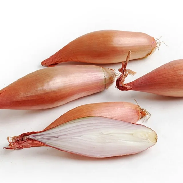 Small Shallot Onion - The Small Shallot onion  way of life.