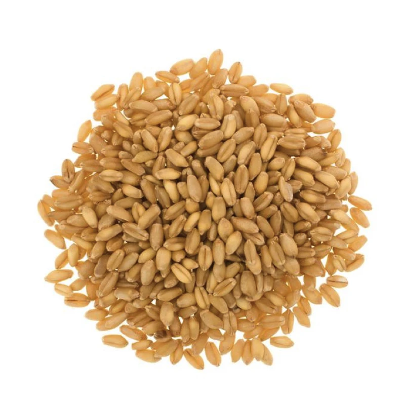 Top Quality Wheat Grains /durum Wheat In Bulk Supply