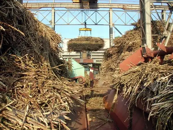 BAGASSE FIBERS/ BAGASSE/ AGRICULTURAL WASTE