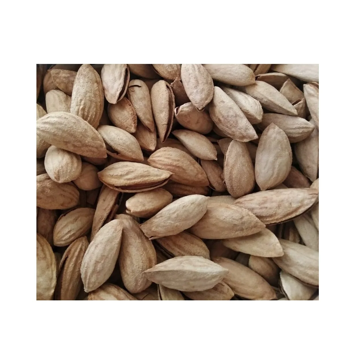 Best quality raw natural almond nuts