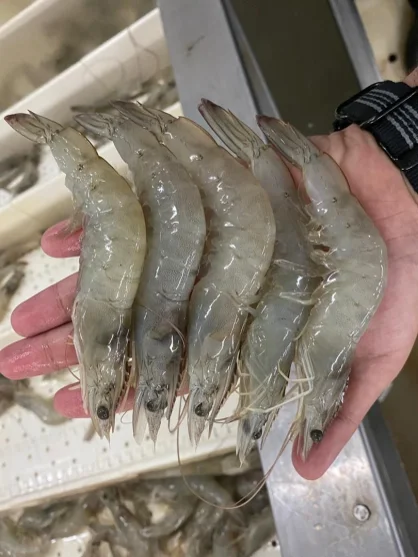 Shrimp Vannamei HOSO undivided with a head of 2 kg per pack