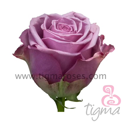 Эквадор Роза Лаванда Длинный Стебель свежие резные цветы долговечная ферма свежие эквадорские розы цвет оригинальный размер