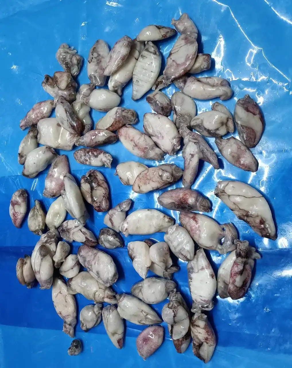 Frozen Baby squid IQF without pin bone from India