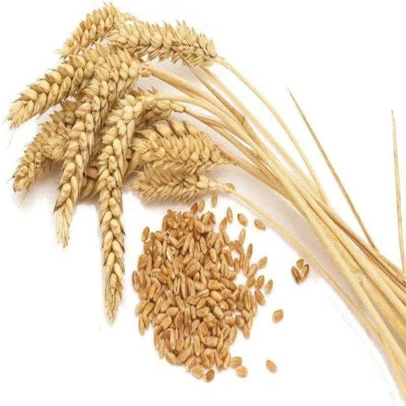 Soft Milling DURUM WHEAT / Hard white Canadian Quality Durum Wheat