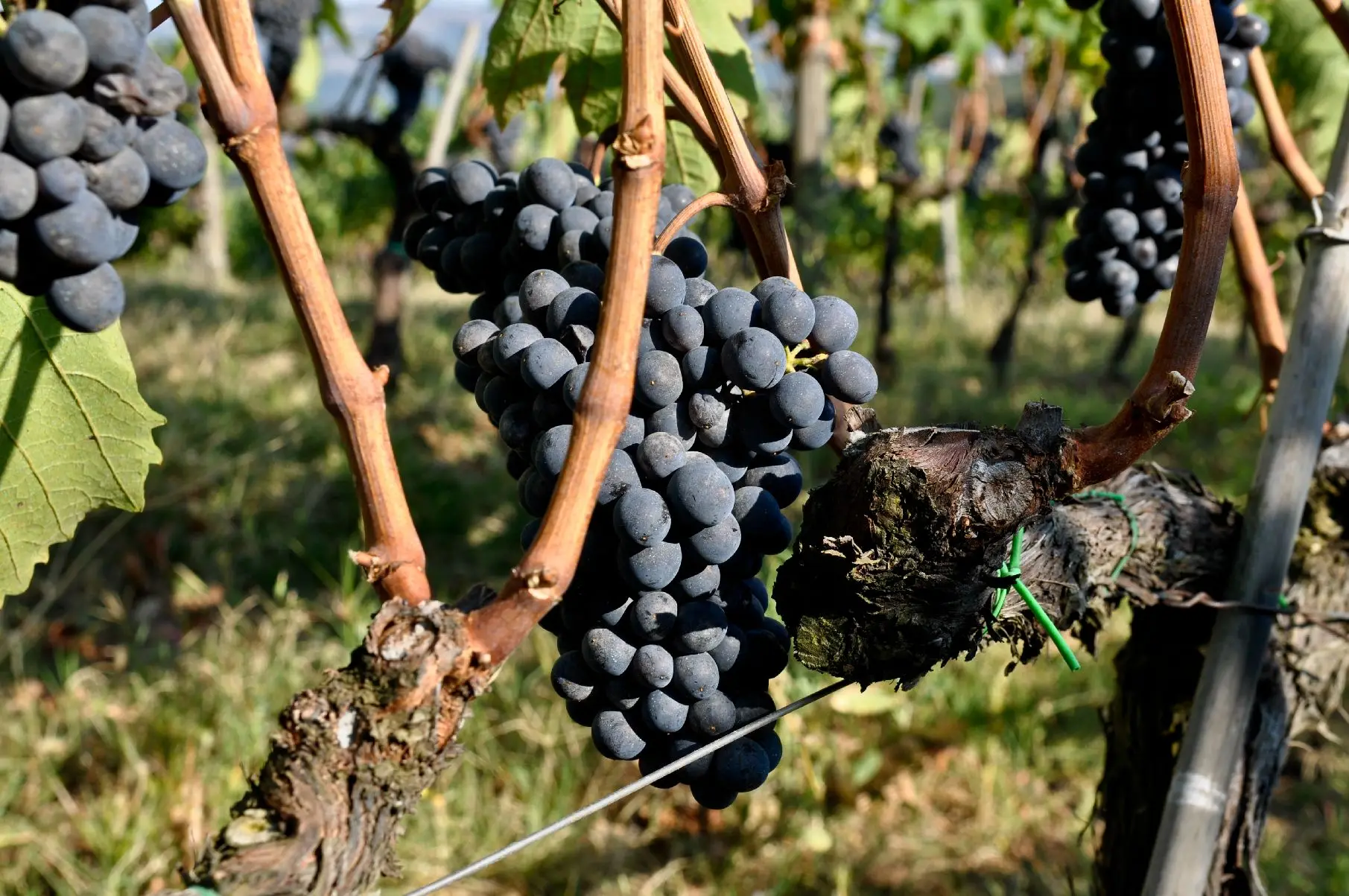 high quality italian red wine set 2 wine bottles igt and rosso  alcoholic beverage table wines