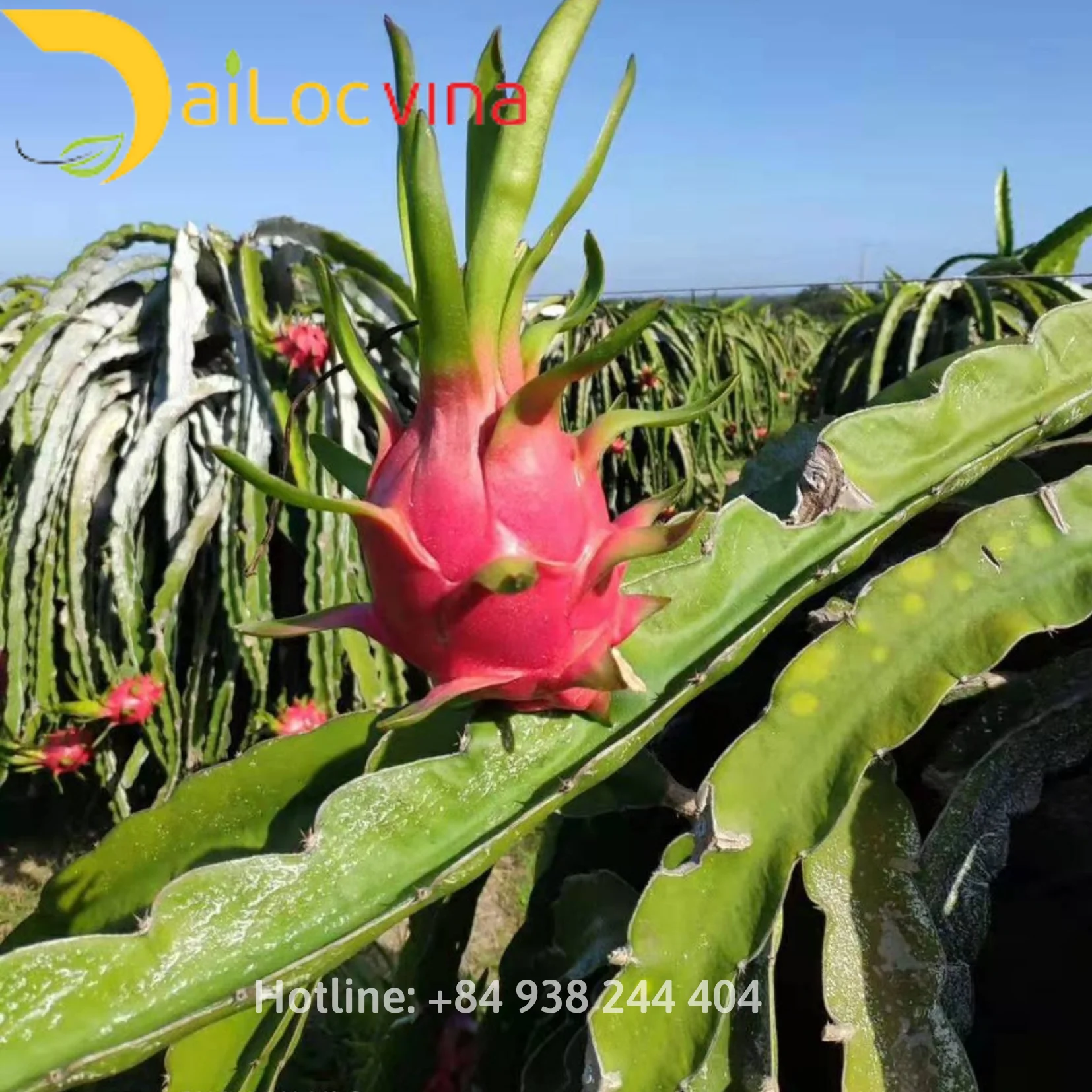 Вьетнамский фрукт красного дракона-вьетнамский дракона