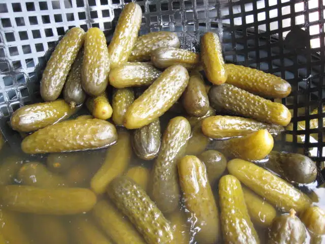 Gherkins in Drums, Gherkins in Brine, Gherkins in Acetic Acid, Gherkins in Vinegar