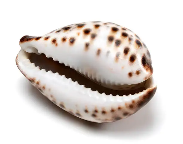  Capiz Sea Shell из Вьетнама
