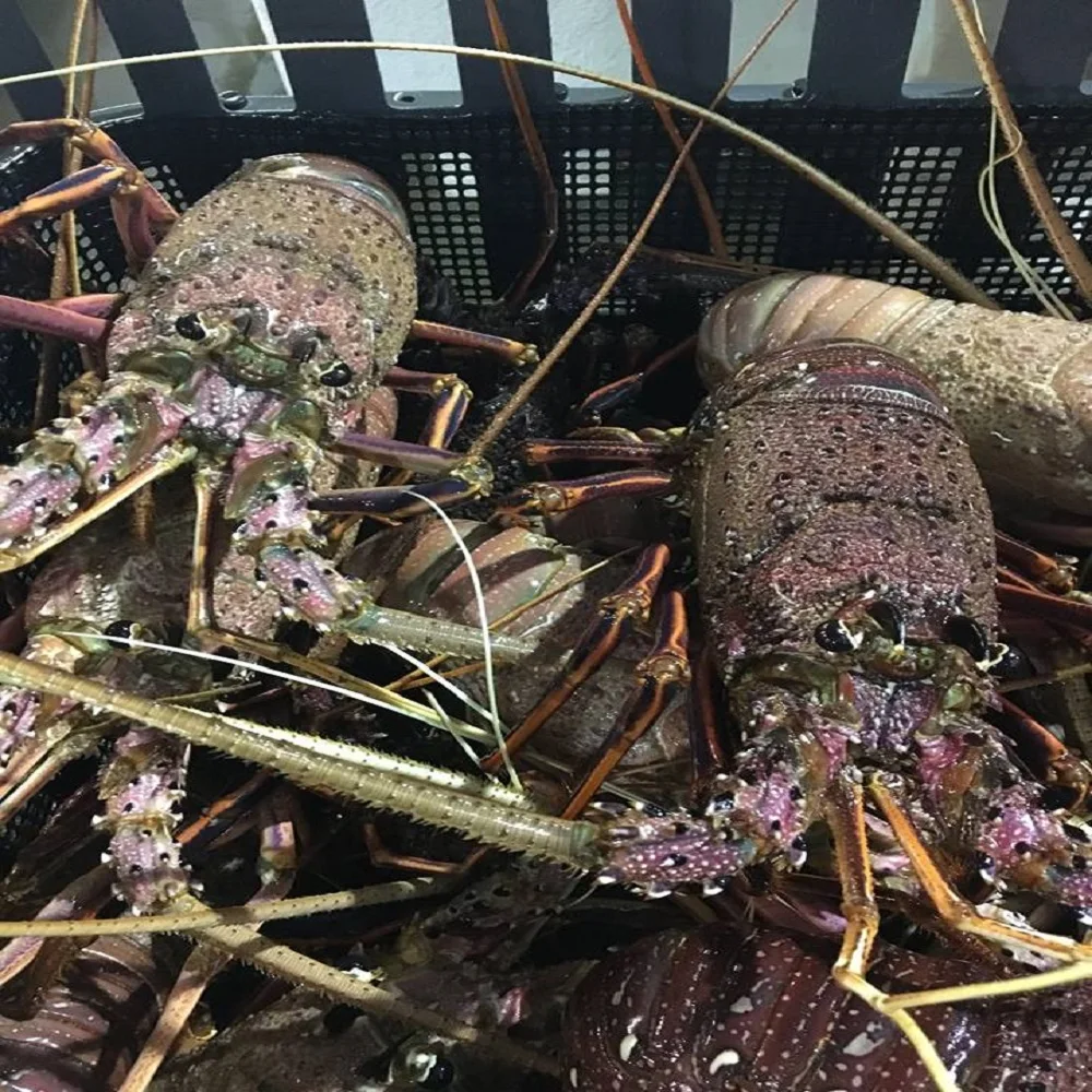  Frozen Lobster longlegged spiny lobster (panulirus longipes)