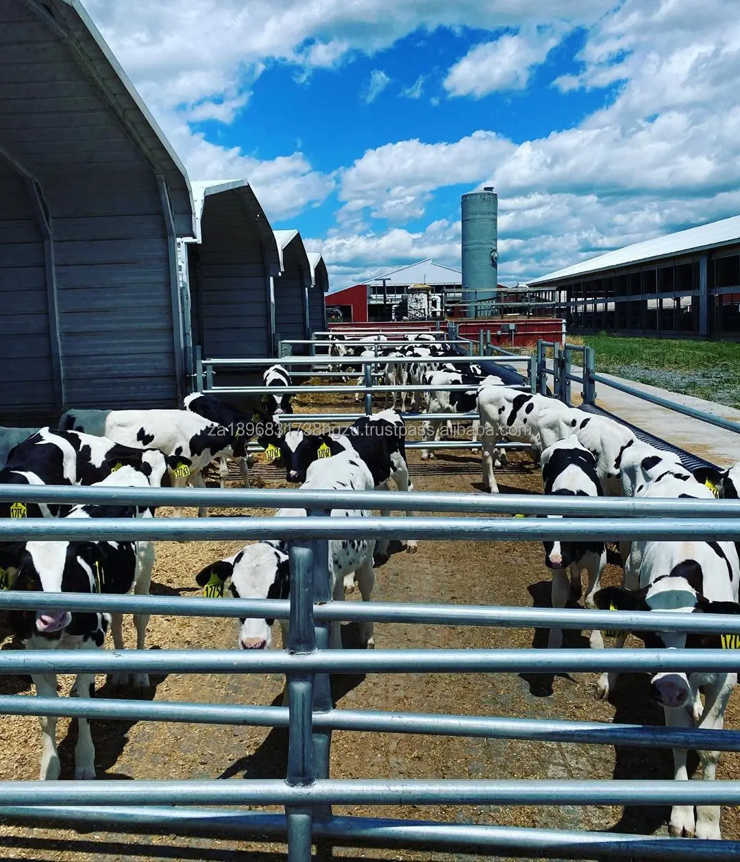 Best Healthy Pregnant Holsten Cows available