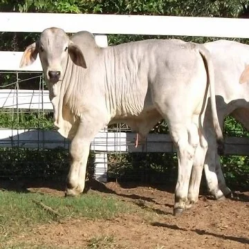 
Brahman Calves 