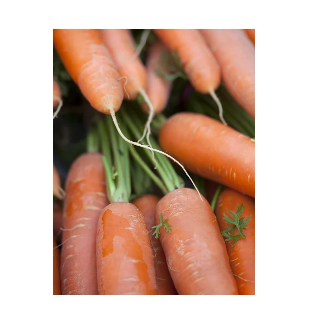 
Top Quality Fresh 100% Organic Carrots In Wholesale Price 