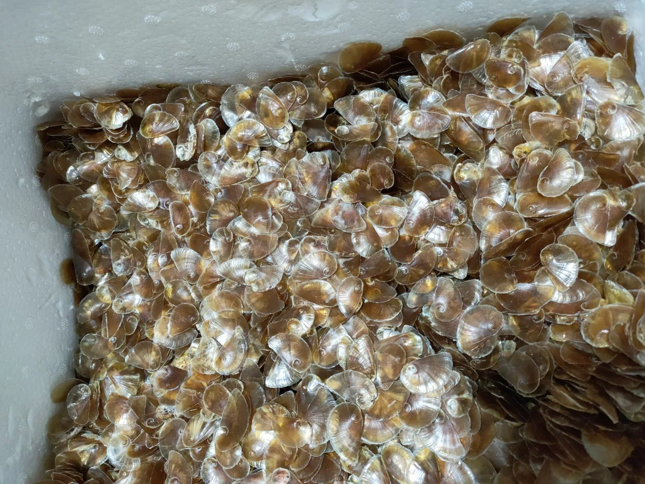 Openculum Seashell Вьетнам для изготовления парфюма высокого качества